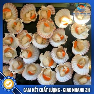 cồi sò điệp việt nam tươi đã tách vỏ đóng hộp 500gr 1