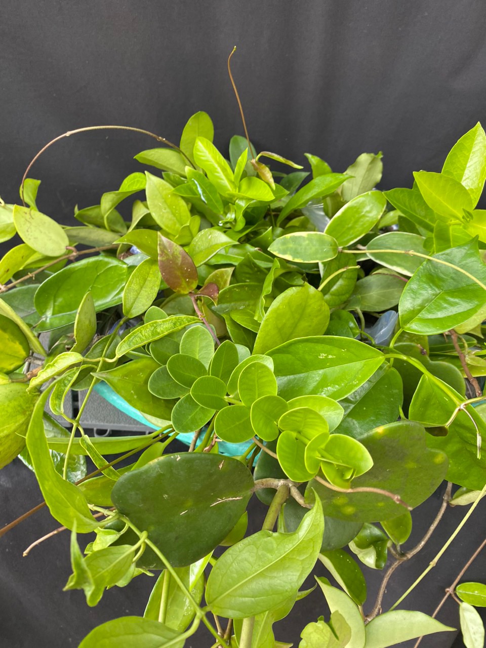 Combo 11 loại cây giống Cẩm cù khác nhau, hoa thơm, loại siêng hoa kích thước 25cm đến 45cm