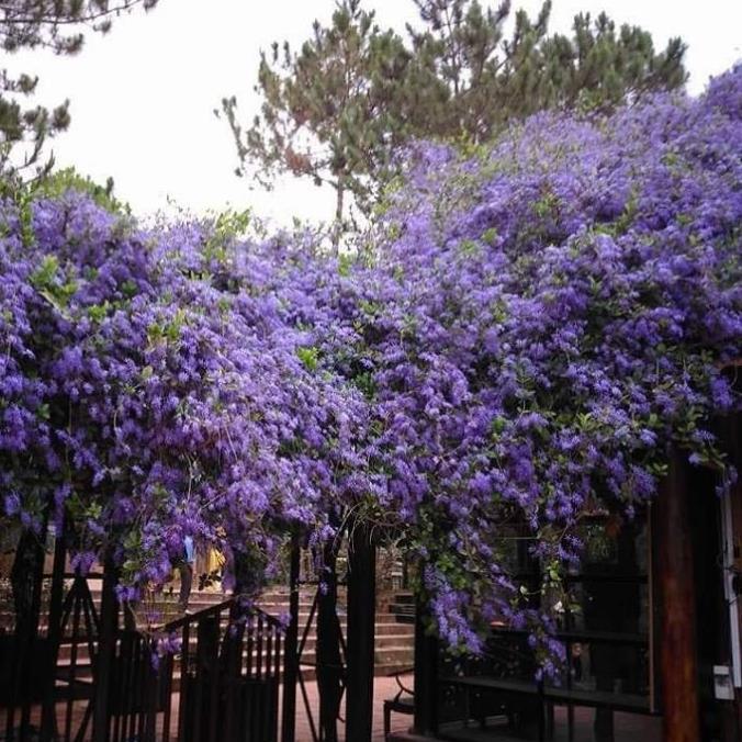 CÂY GIỐNG HOA MAI XANH