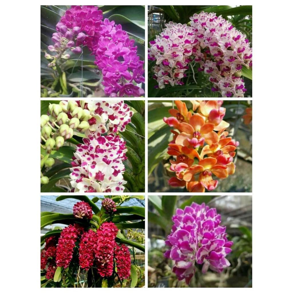 Hoa phong lan đai châu