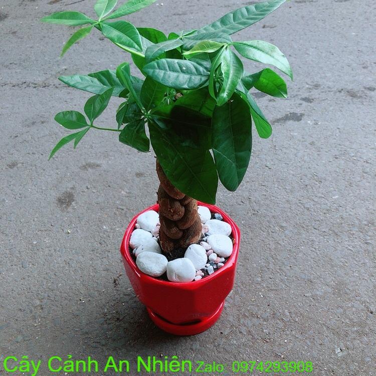 Chậu Cây Kim Ngân Thắt Bính 3 Thân