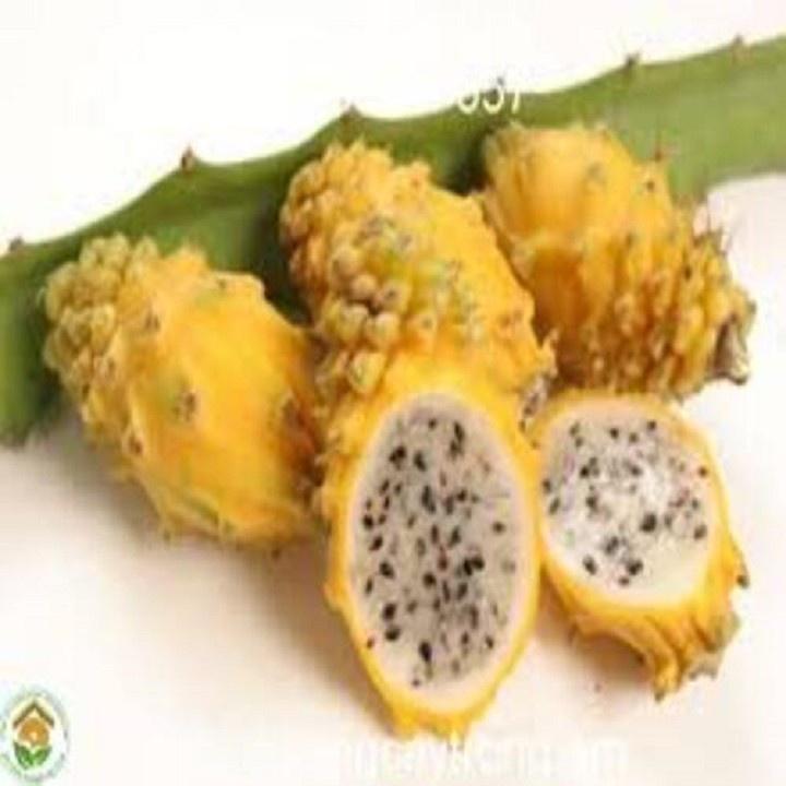 CÂY GIỐNG THANH LONG VỎ VÀNG RUỘT TRẮNG THÁI