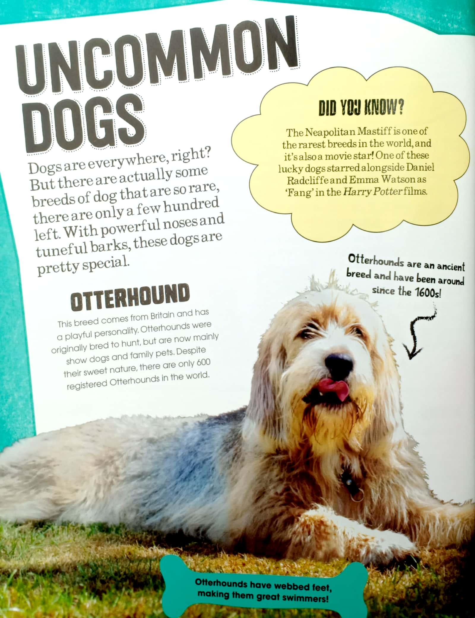 Dogs (Pet Expert)