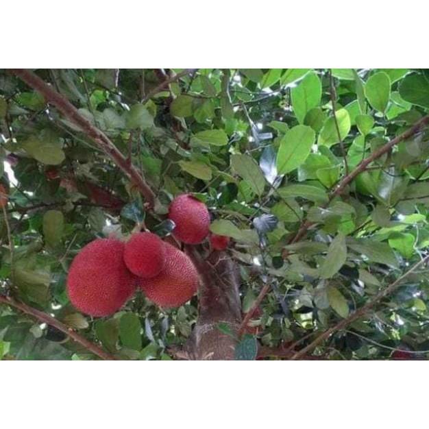 Sản phẩm CÂY MÍT ĐỎ chuẩn giống