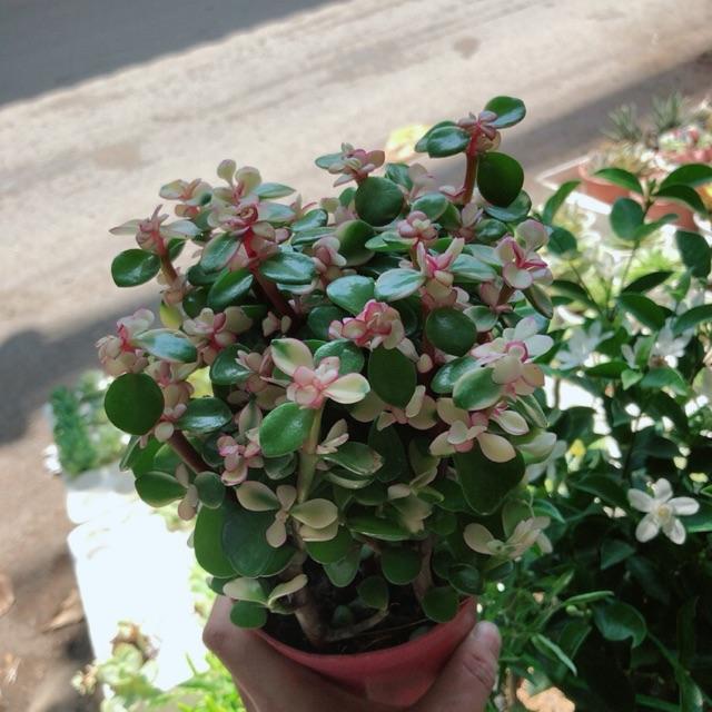 Chậu đô la kiểng