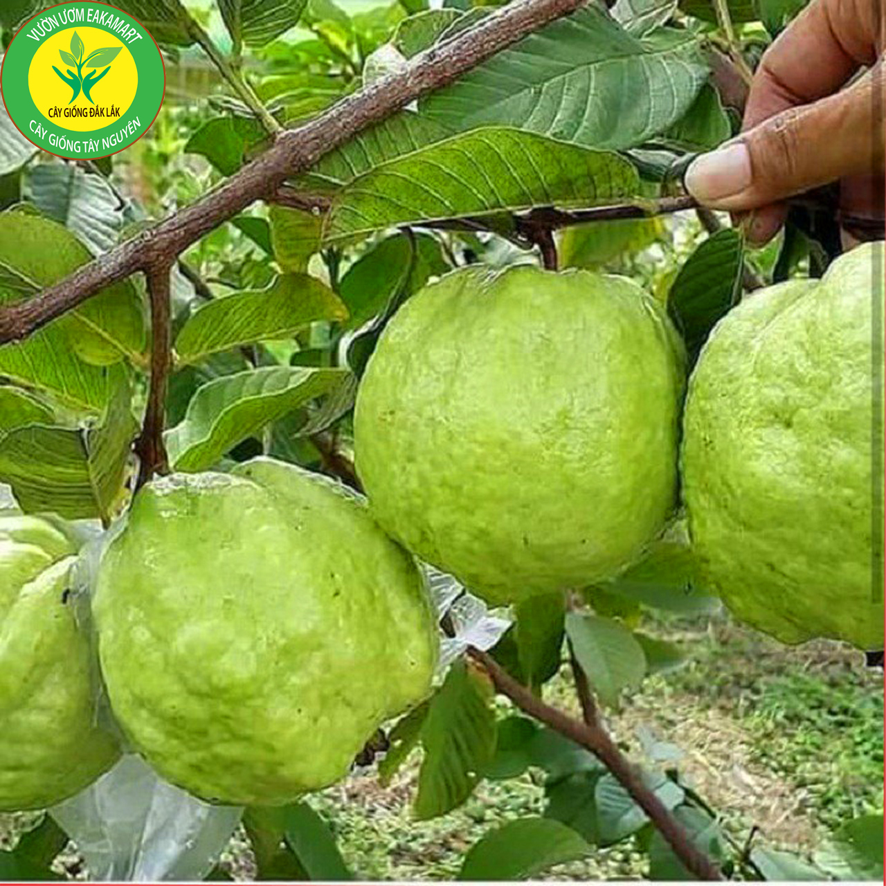 Cây giống ổi nữ hoàng