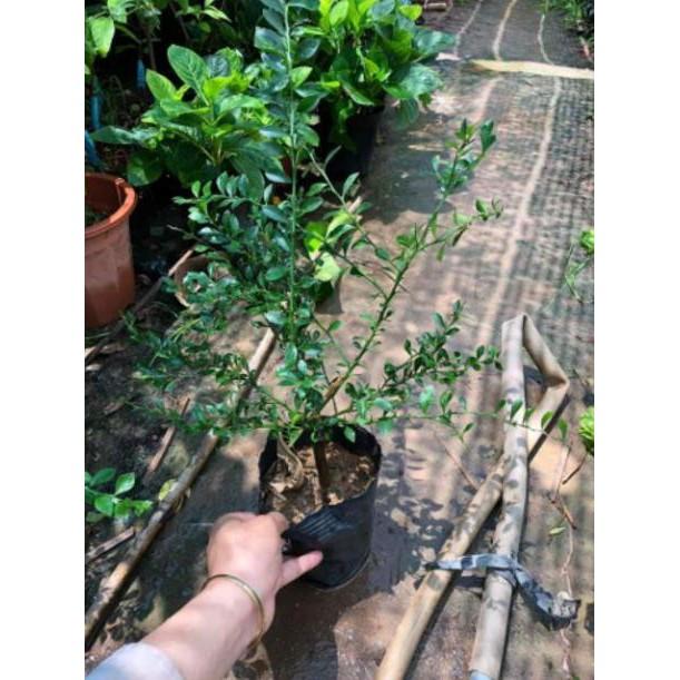 Chanh Ngón Tay cam kết chất lượng