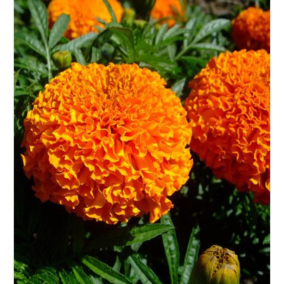Hạt giống hoa Vạn Thọ đỏ cam Lùn F1 CT483 - Gói 30 hạt