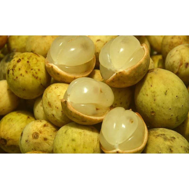 Cây giống bòn bon thái siêu quả