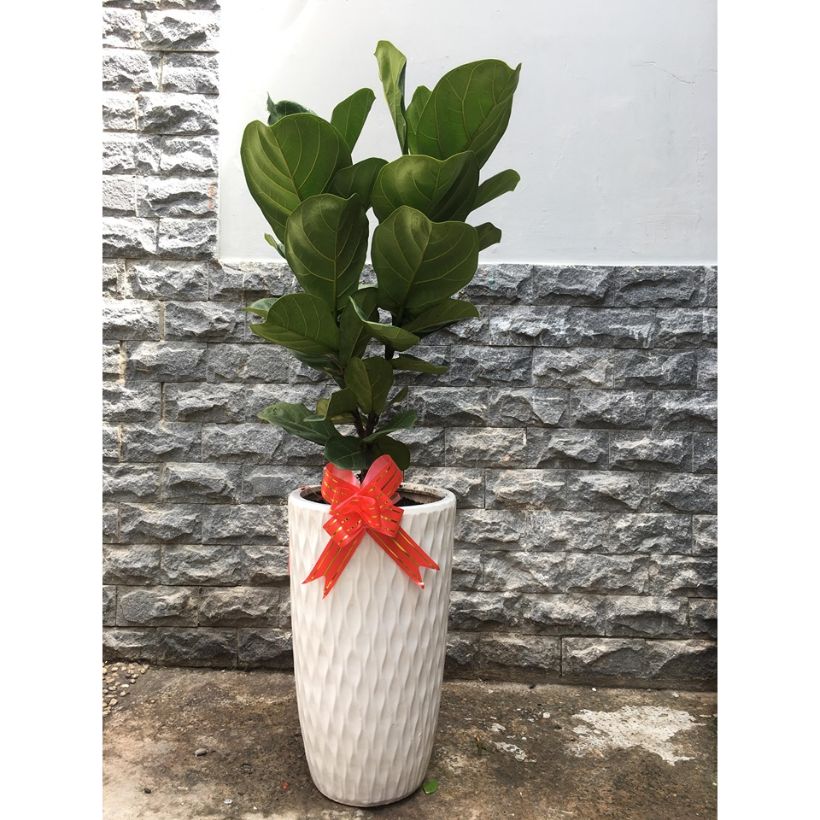 Cây kim tiền chậu lớn