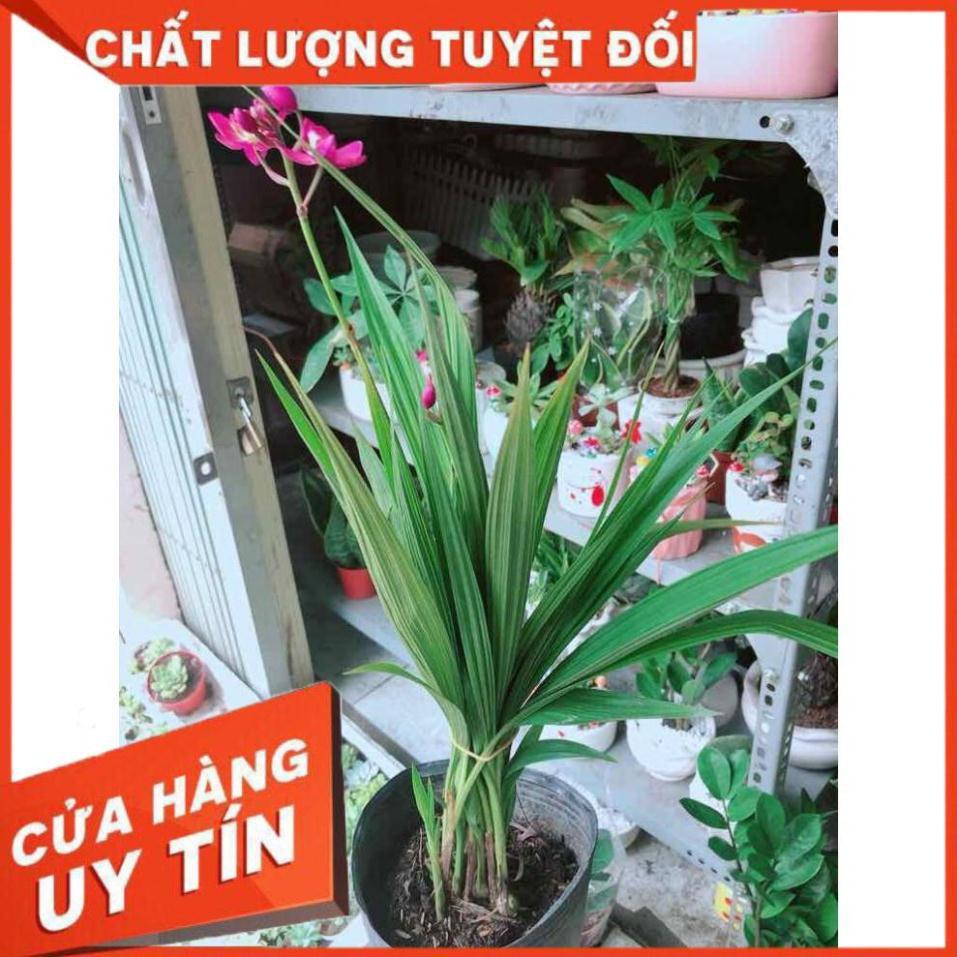Chậu Lan Đất Nhiều Người Mua