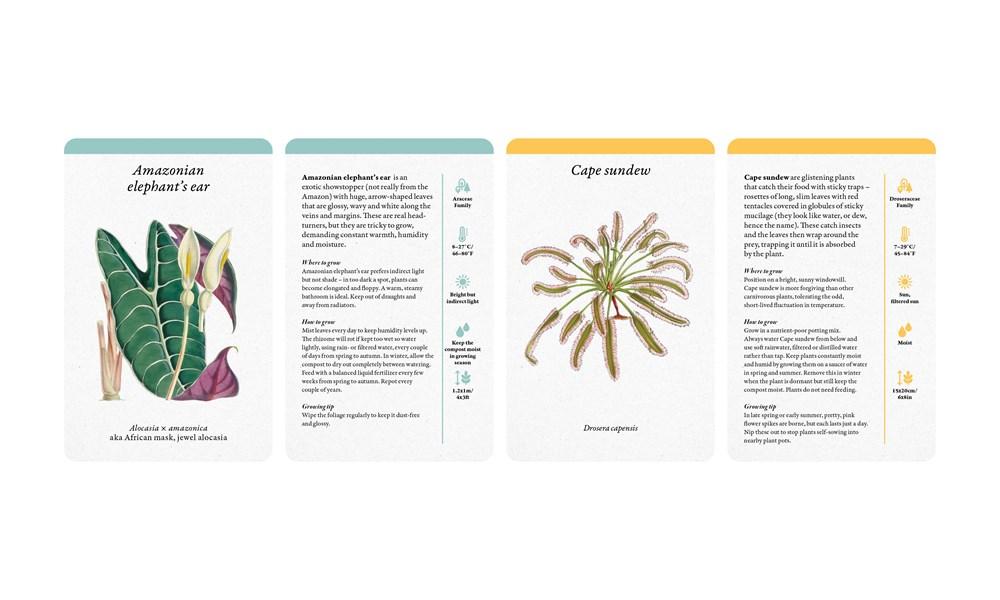 Sách - A Home Full of House Plants - A Practical Card Deck by Kay Maguire (UK edition, Cards)