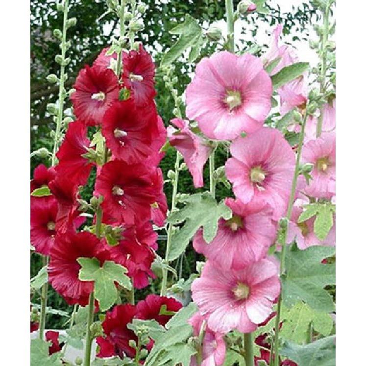 Hạt giống mãng đình hồng đơn mix 50hạt/gói