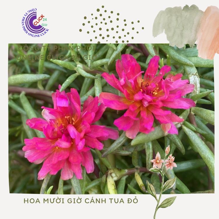 500g Cành Giống Hoa Mười Giờ Cánh Tua Cánh Cúc Màu Đỏ Giống Mới Siêu Đẹp Hoa Mười Giờ Bonsai & Phụ Kiện