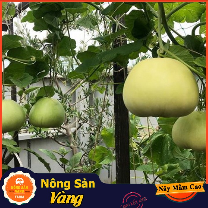 Hạt giống Dưa Lê Siêu Ngọt - Nông Sản Vàng