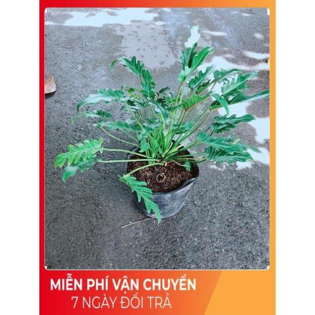 Trầu Bà Chân Vịt