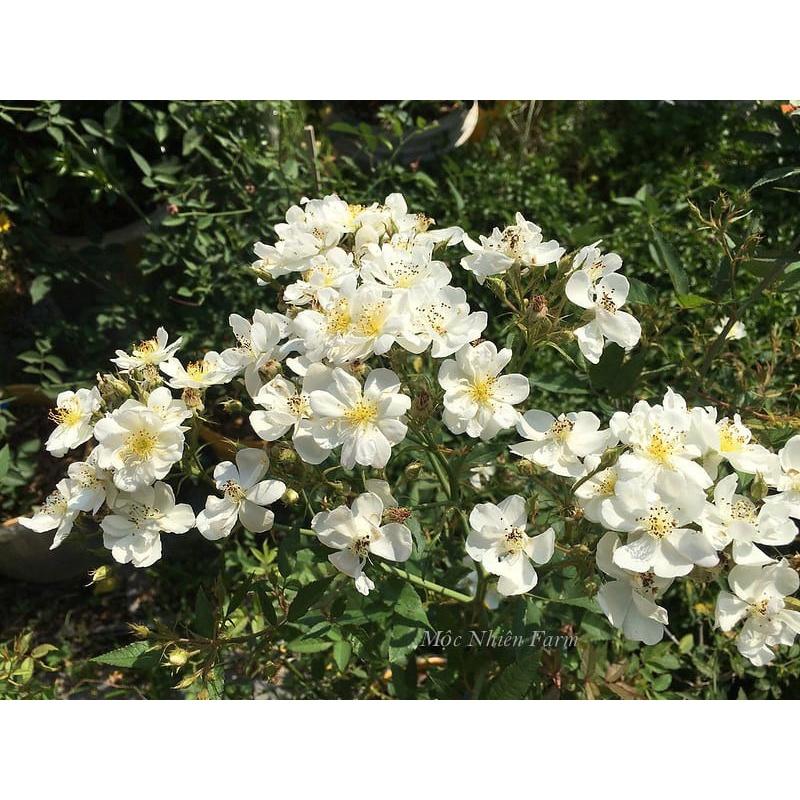 Hoa hồng ngoại Darlow's Enigma Rose trắng chùm tinh khôi