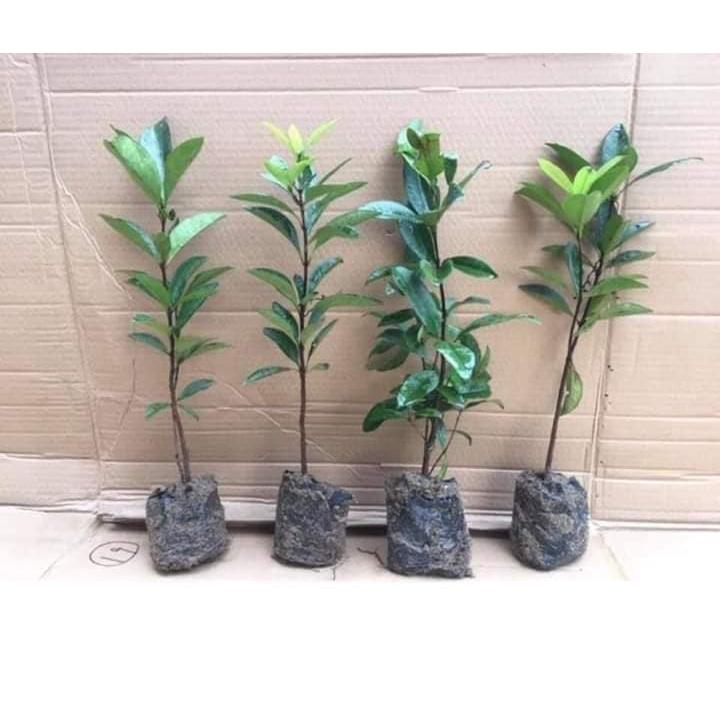 Cây Giống Ổi Sẻ