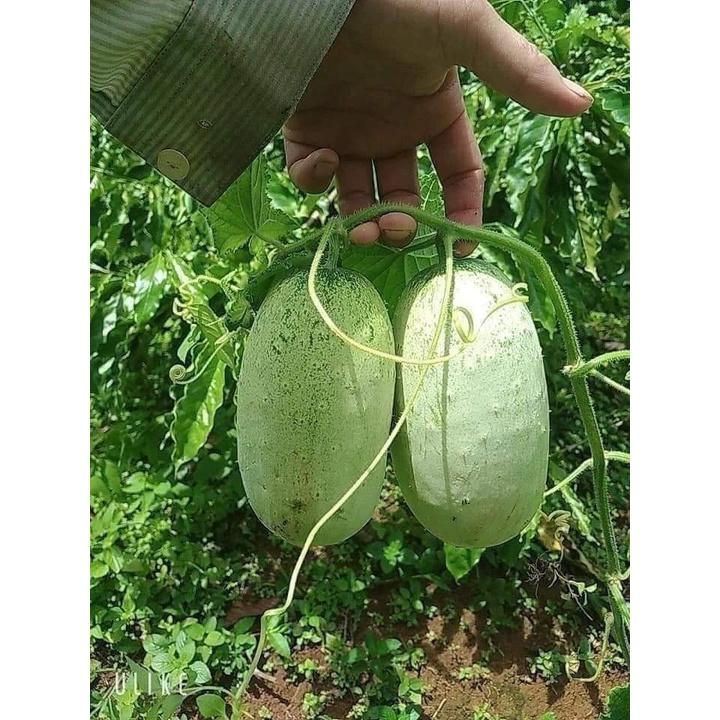 Hạt Giống Dưa Chuột Mèo Bản Địa KNS3 - Gói 100gram
