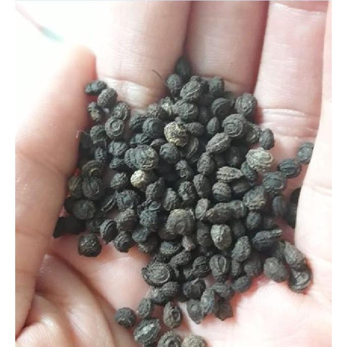 Combo 3 gói Hạt giống sương sâm lông -gói 10 hạt-tặng kèm gói phân bón lót