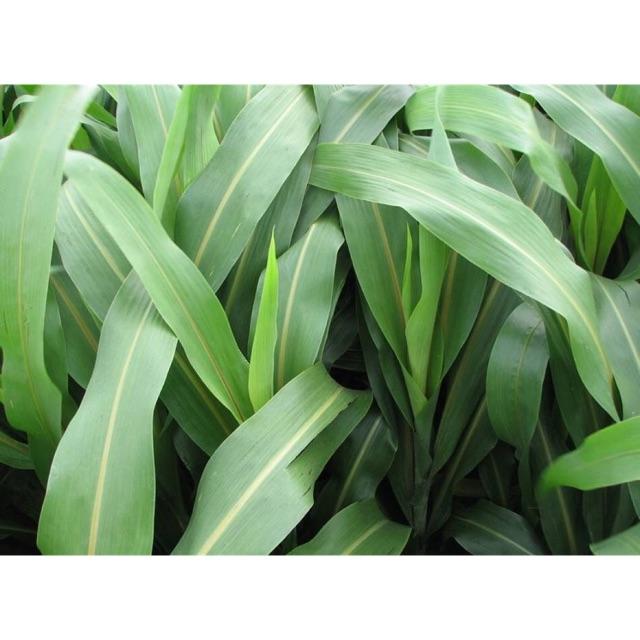 5kg Hạt Giống Cỏ Cao Lương SUDAN