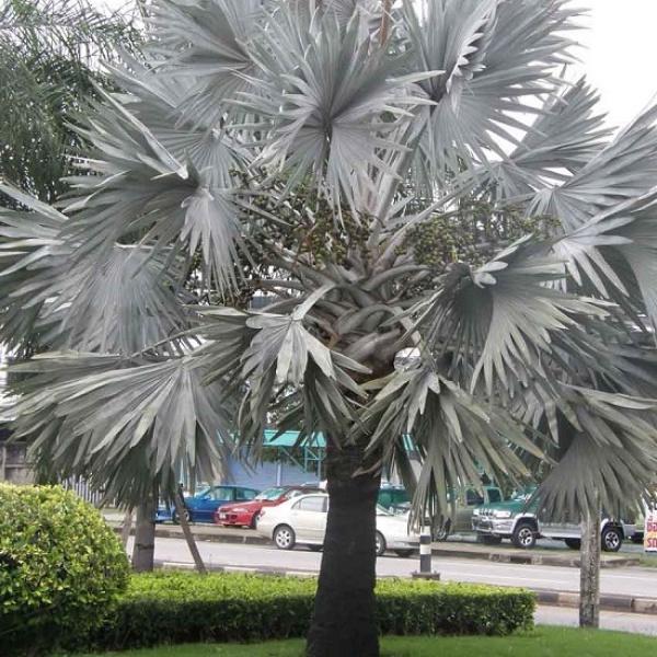 Cây kè bạc giống