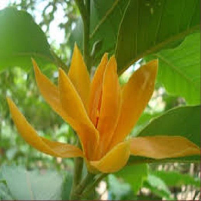 CHẬU CÂY HOA NGỌC LAN HOA VÀNG - CÂY CHOAI LỚN, SẮP HOA