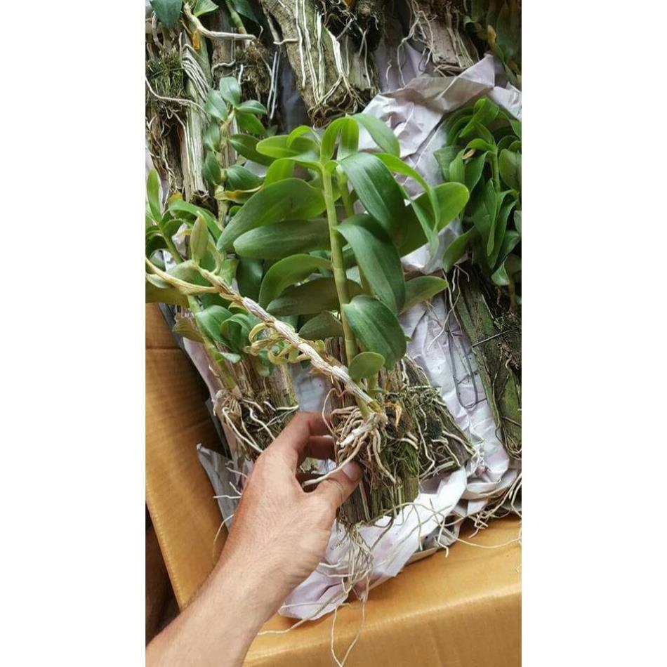 Hoa phong lan phi điệp lai trầm+ 700g phân thỏ hữu cơ