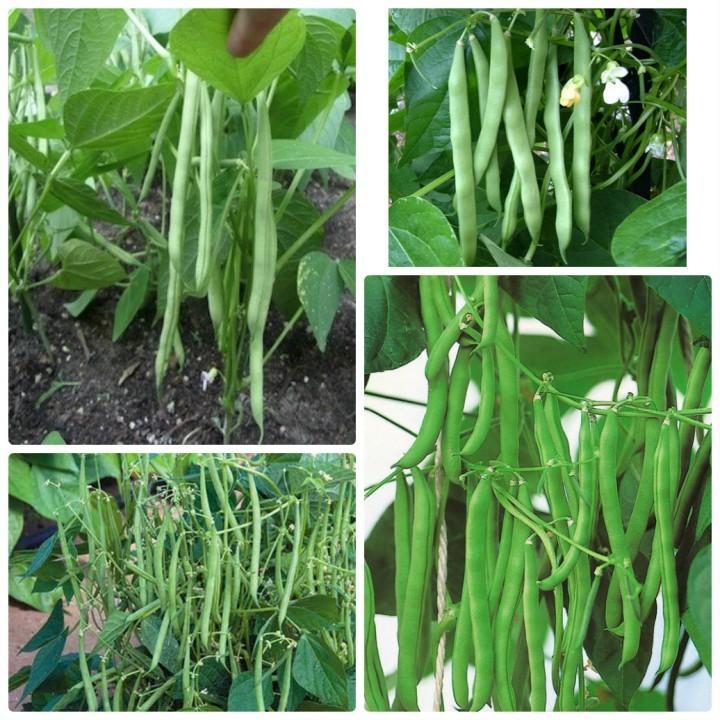 HẠT GIỐNG ĐẬU CÔ VE BỤI