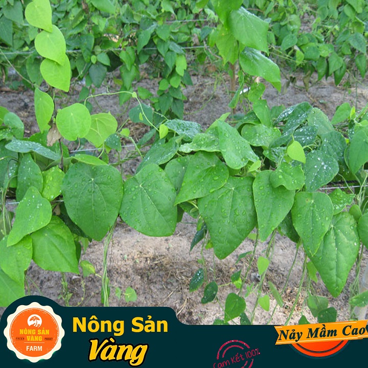 Hạt giống Lá Sương Sâm Lông Rừng - Nông Sản Vàng