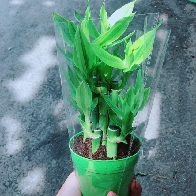 Chậu Trúc Phát Tài