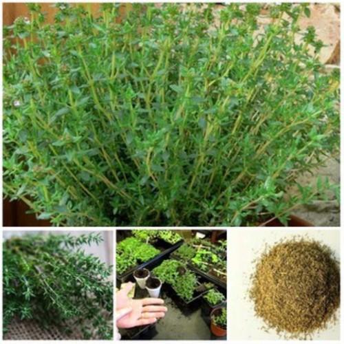 10h Hạt Giống Hương Thảo Rosemary