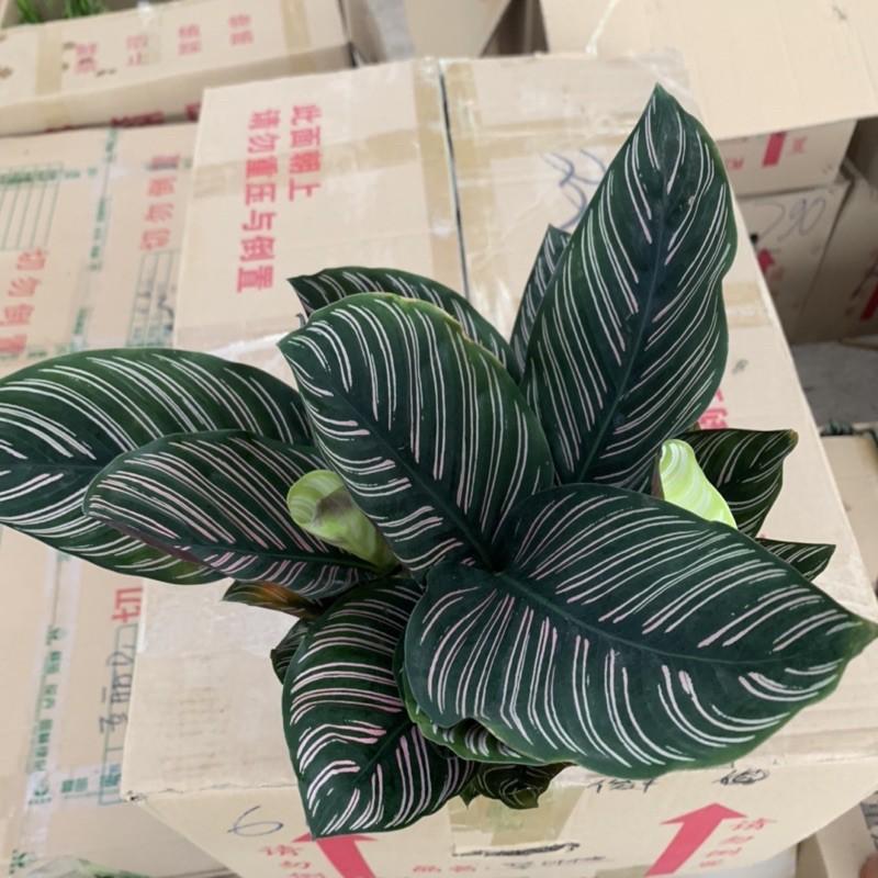 Cây đuôi công tím sọc trắng cao 25cm, cây cảnh phong thuỷ nhiều lá xum xuê, dễ chăm sóc, trồng nội thất, để bàn và decor