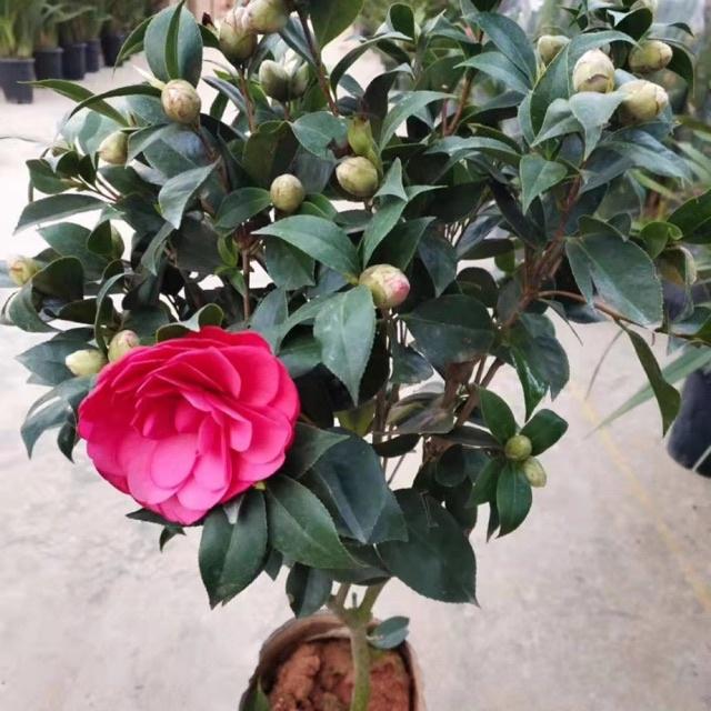 Cây giống hoa trà đỏ LỰU cổ, hàng cực hiếm, cây giống ươm bầu