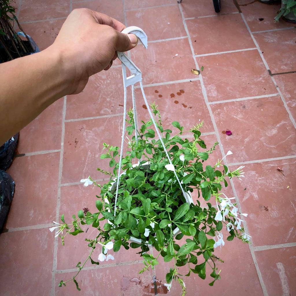 Cây hoa bạch xà chậu treo
