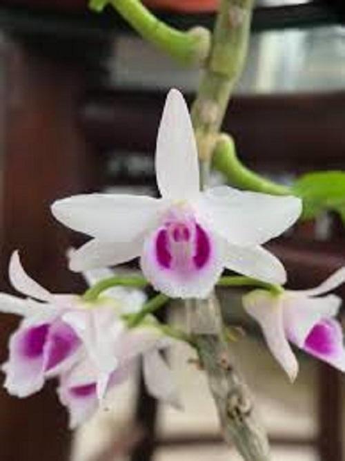Phi điệp 5 cánh trắng, phi điệp 5 cánh trắng bắc ninh