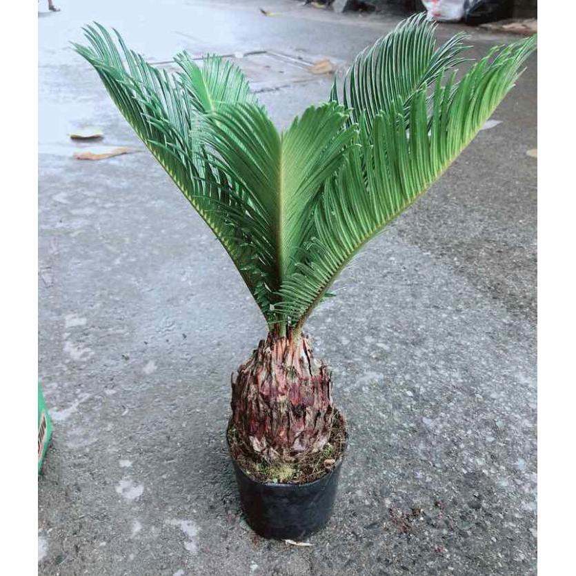 Chậu Vạn Tuế Bán Chạy