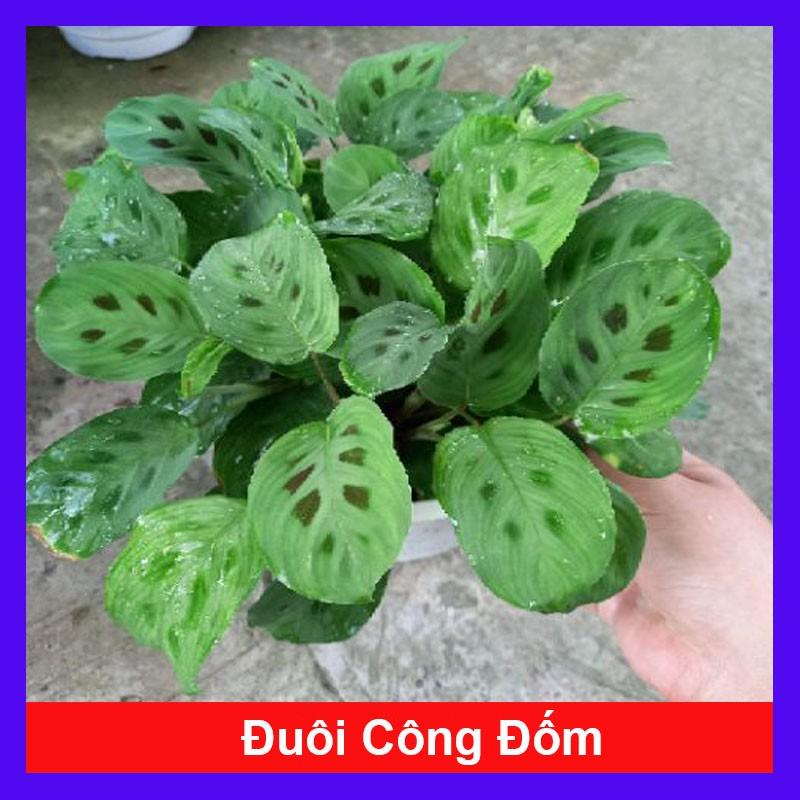 Cây đuôi công đốm ( Green Maranta ) - Cây cảnh để bàn + tặng phân bón cho cây