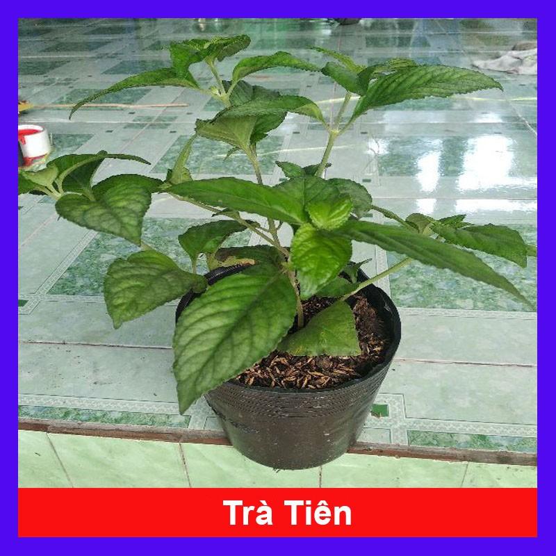 Cây trà tiên - Cây cảnh vườn + tặng phân bón cho cây