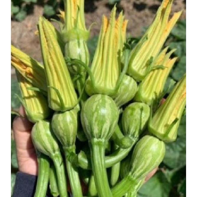 Hạt giống bí siêu nụ CT13 - Gói 10 hạt