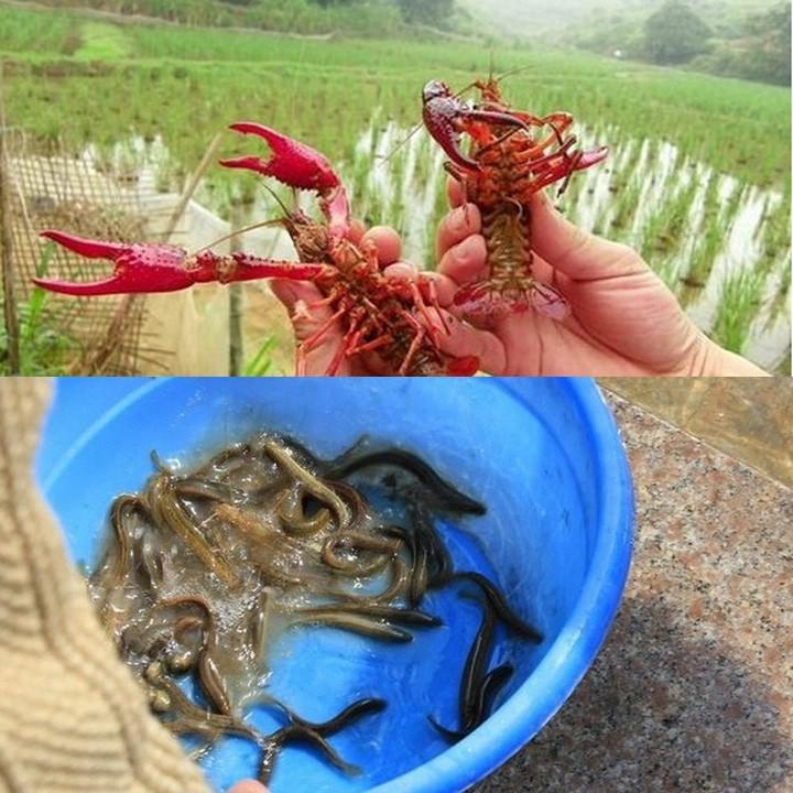 Mồi Bẫy Lươn thả lưới bát quái, dụ tôm cua, cá