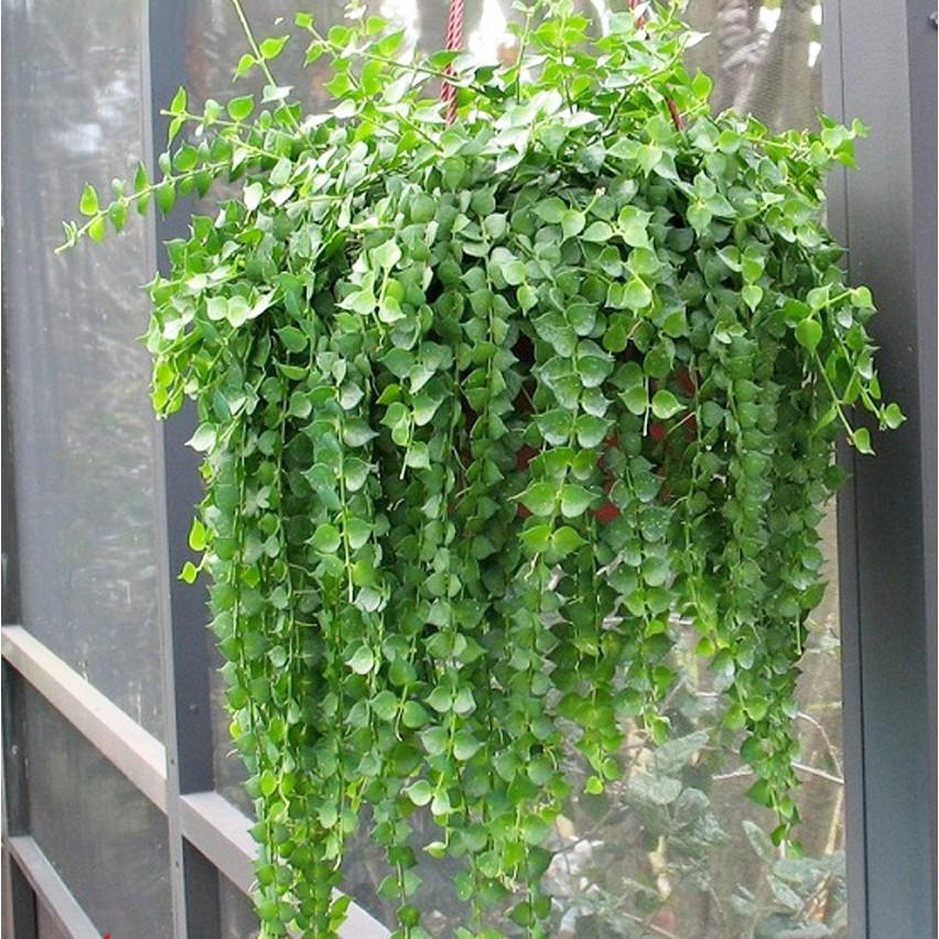 Cây Lan Tim - Chậu Treo nhánh dài khoảng 25cm
