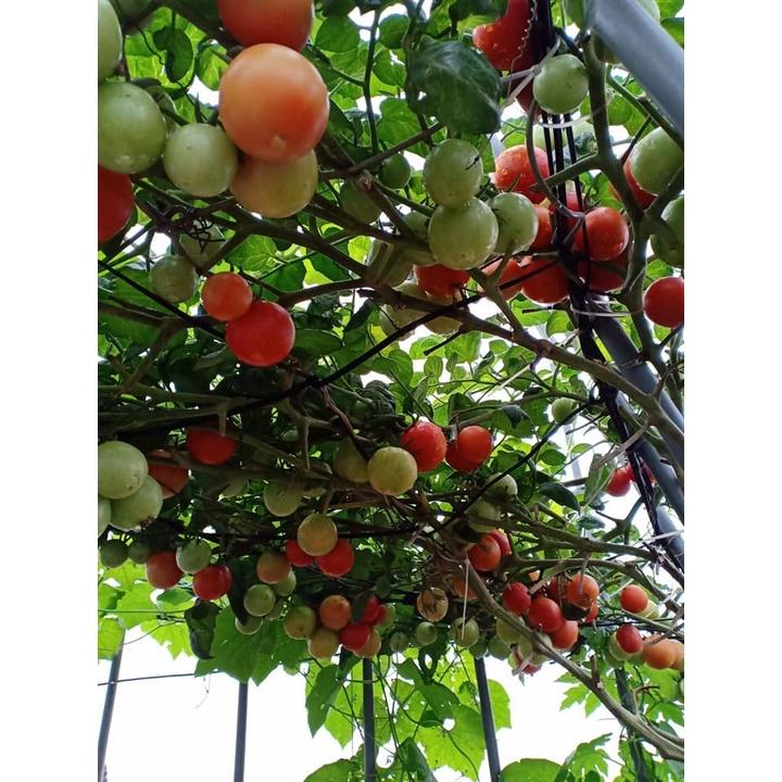 Hạt Giống Cà Chua Leo Giàn  CT285 - Gói 10 hạt