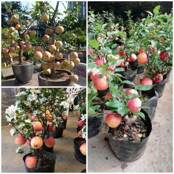 Hạt giống cây táo lùn đỏ KNS3482 - Gói 10 hạt
