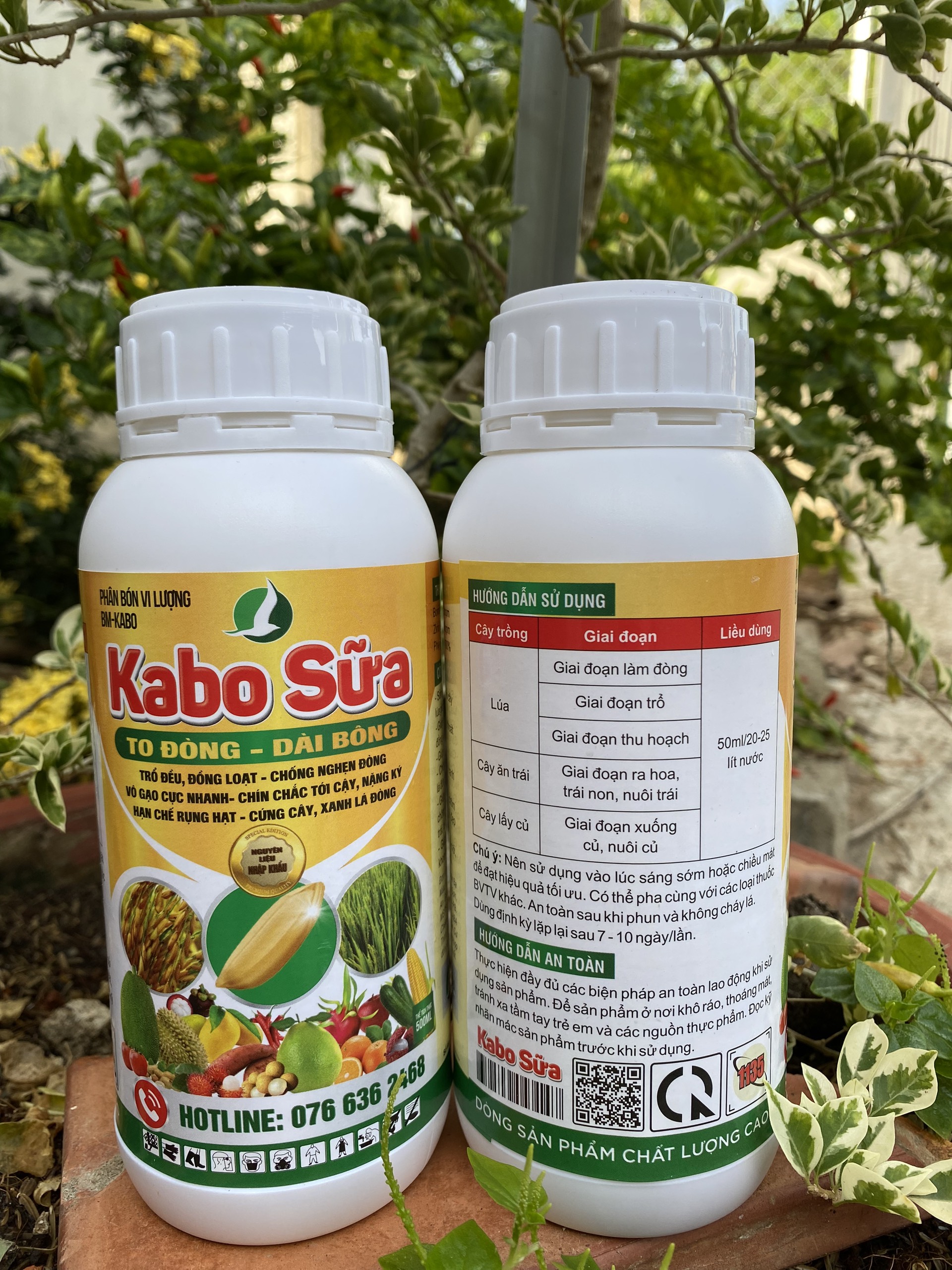 KABO SỮA CHAI 500ML. Lớn đòng,dài bông, vô gạo nhanh, cứng cây, hạn chế đỗ ngã.