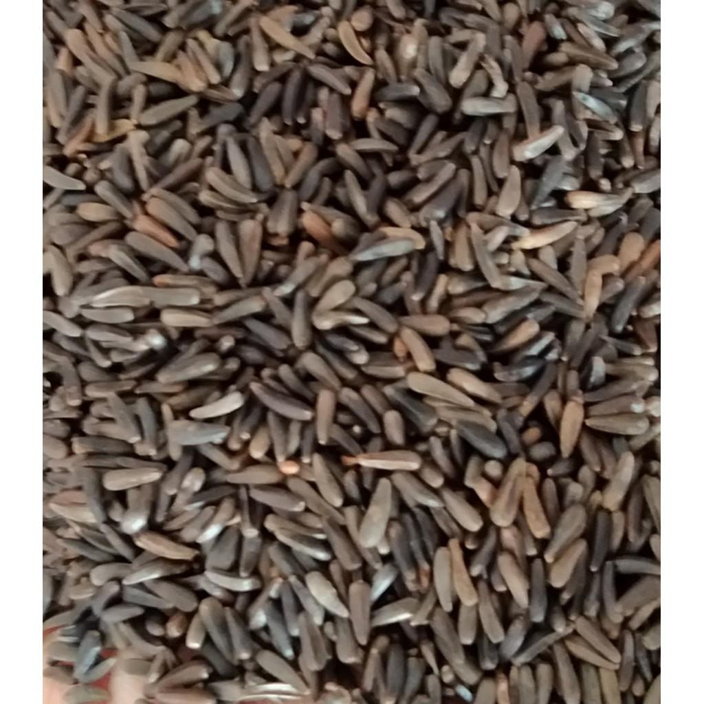 HẠT NIGER CHO CHIM VẸT