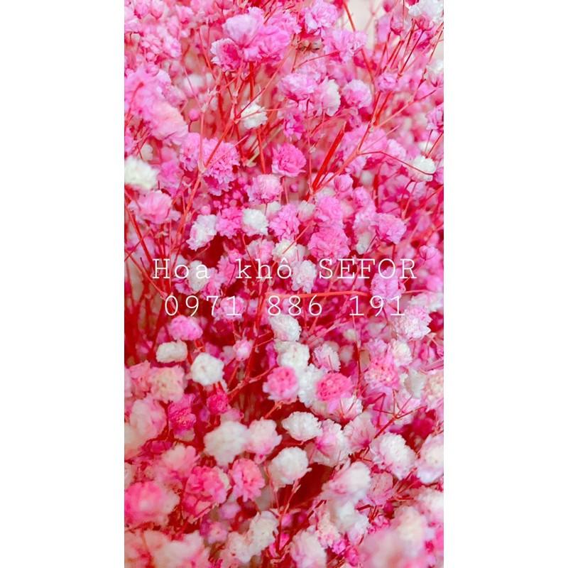 Hoa Baby Bloom hồng baby Gypsophila hoa khô trang trí phòng