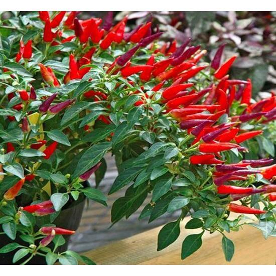 Hạt Giống Ớt Chỉ Thiên Siêu Cay gói 0.5g