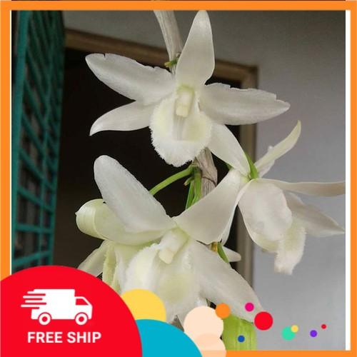 Phi điệp đột biến TRẮNG TINH KHIẾT CHẤT LƯỢNG UY TÍN