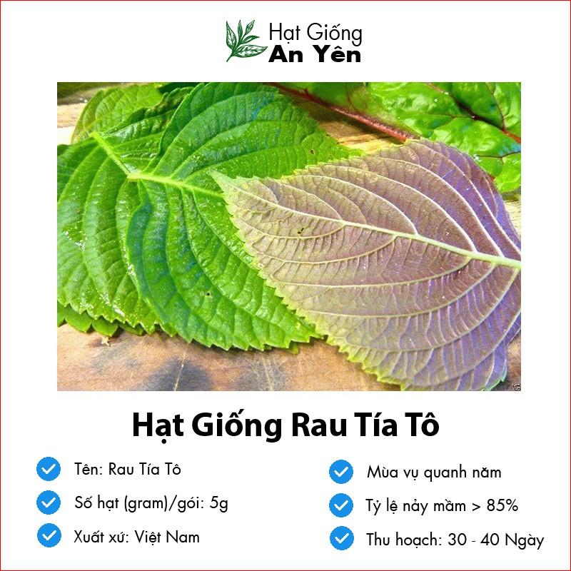 Hạt giống Tía Tô thu hoạch sớm, dễ trồng, nảy mầm cao, sinh trưởng khoẻ